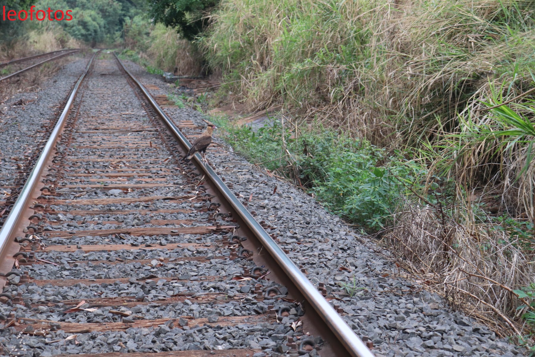 PT vota contra Lei das Ferrovias, que muda de concessão para autorização o sistema de exploração do transporte ferroviário