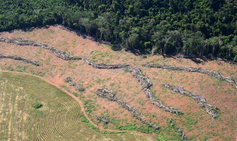 Em 3 semanas de janeiro, Bolsonaro desmatou ‘uma Bélgica’ na Amazônia