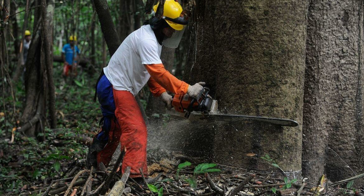 Estruturas de combate ao desmatamento foram destruídas por Bolsonaro