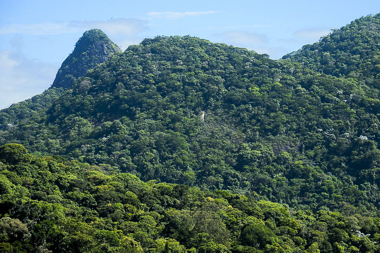 Efeito Lula: desmatamento da Mata Atlântica despenca 59% entre janeiro e agosto