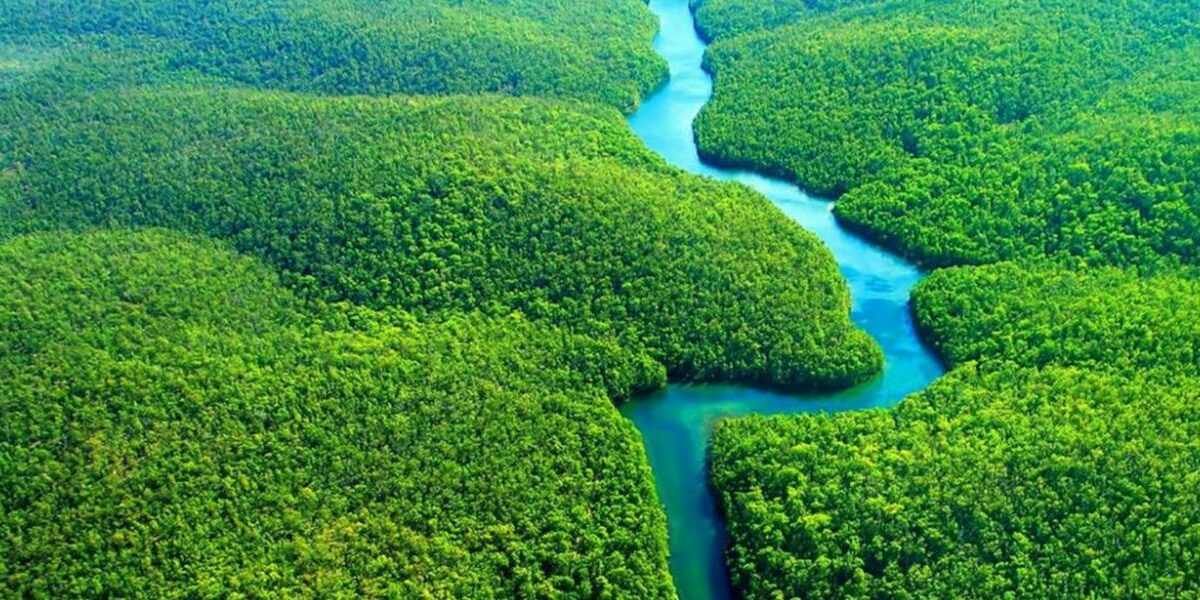 Com governo Lula, desmatamento na Amazônia cai 60% em janeiro de 2024