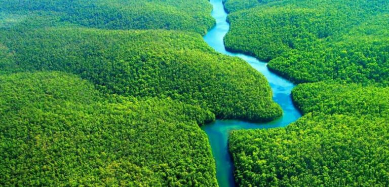 Com governo Lula, desmatamento na Amazônia cai 60% em janeiro de 2024